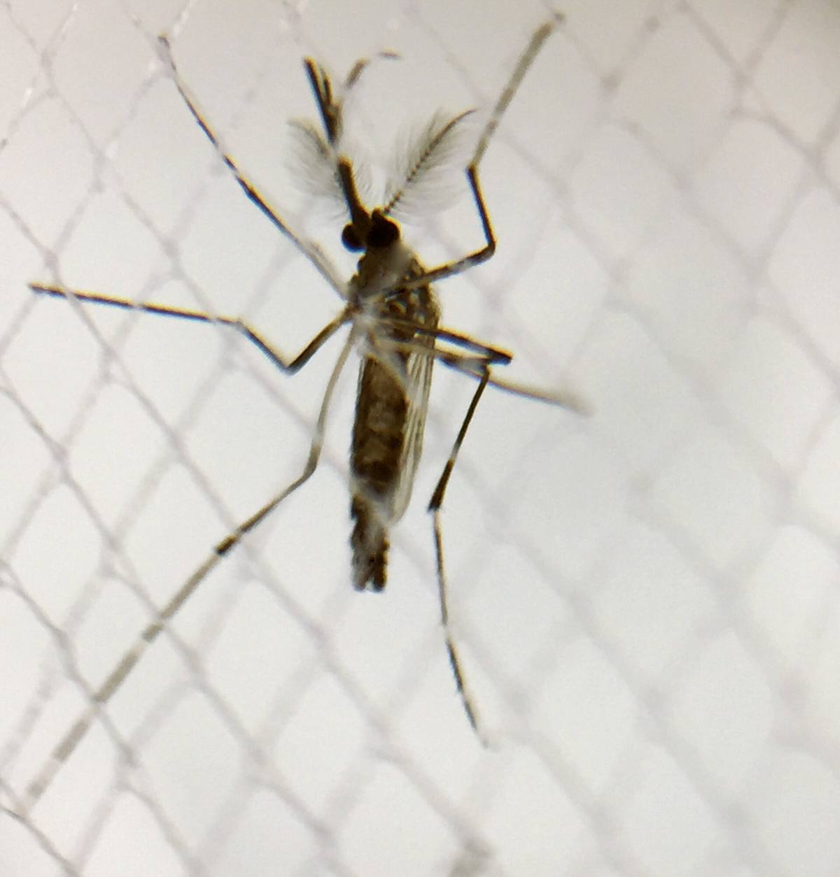 Sameček komára Aedes aegypti s chlupatými tykadly sedí na bílé síťce