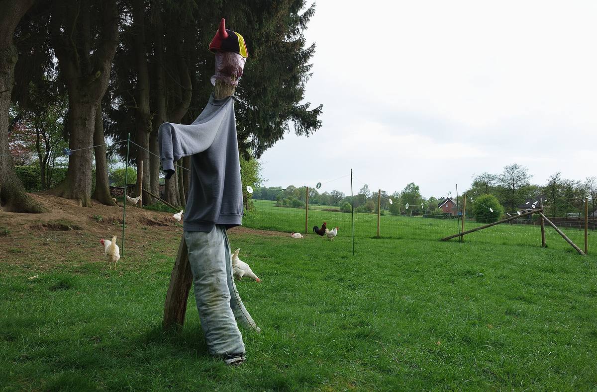 Strašák z oblečení na kůlu stojí na pastvině, kolem se procházejí slepice